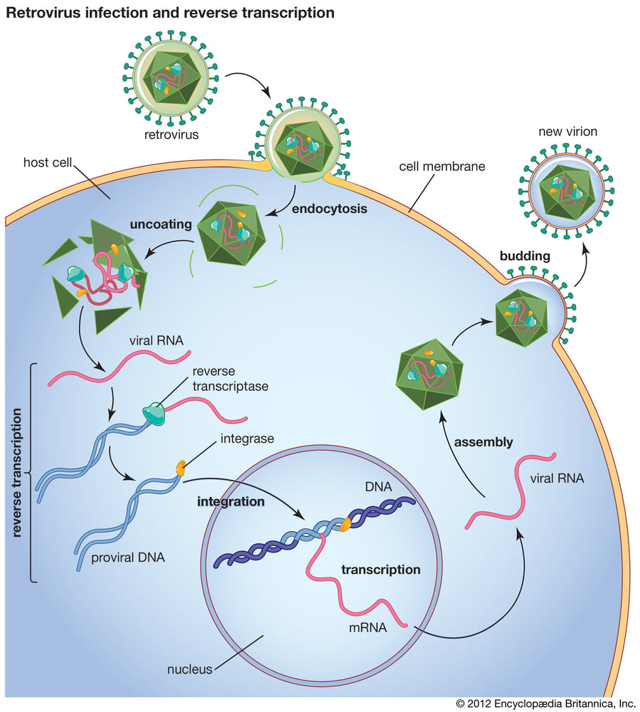 Graphic depicting retrovirus infection and the reverse transcription process